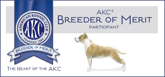 AKC Breeder of Merit Gold