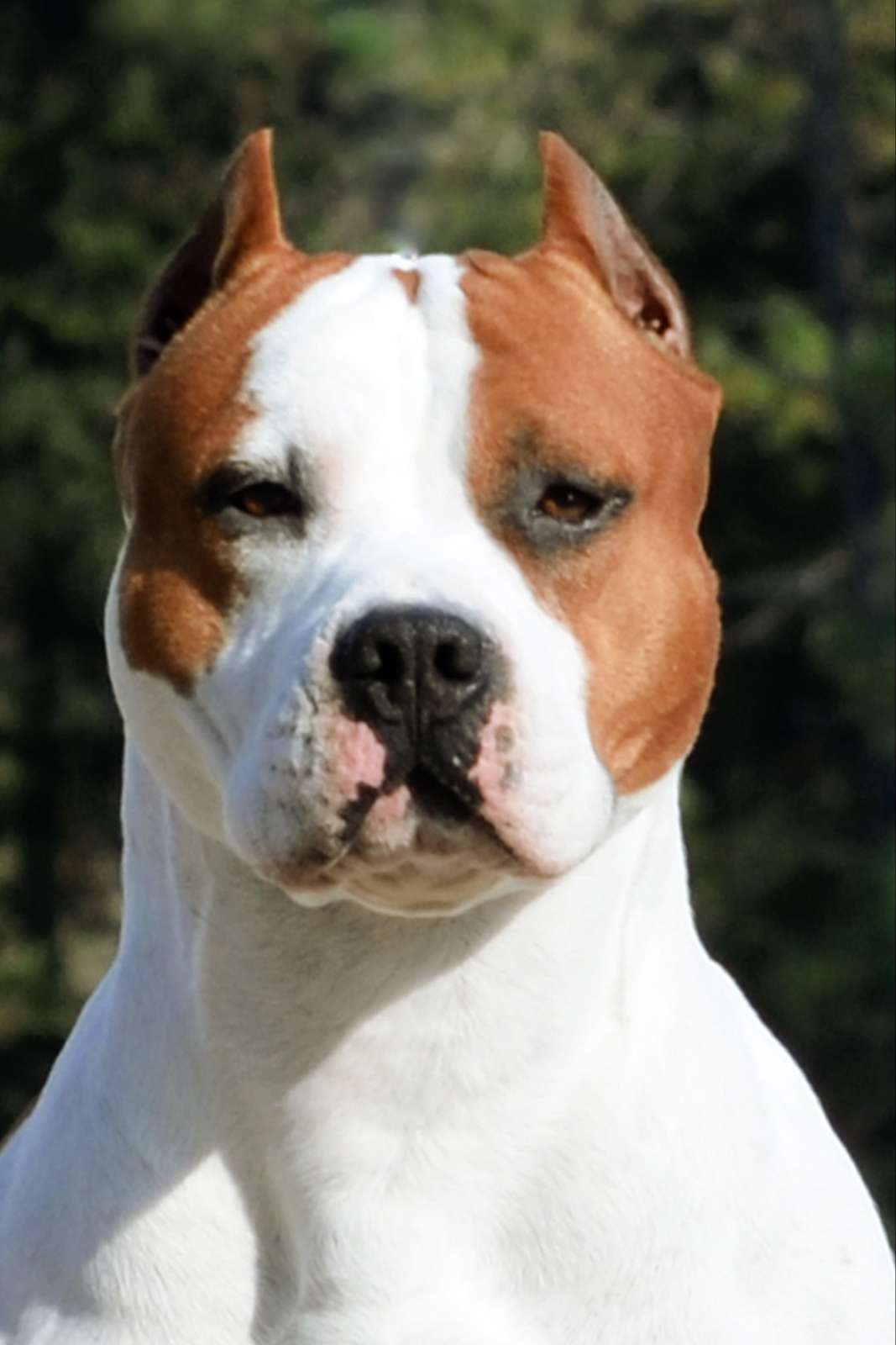 American staffordshire terrier outlet kennel